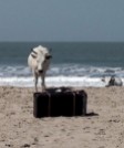 The Magical Suitcase just swept up on the beach in Senegal. Danceroadproject "Projekt Invitation"
